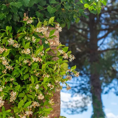 Green Apartment Siena Apartment *