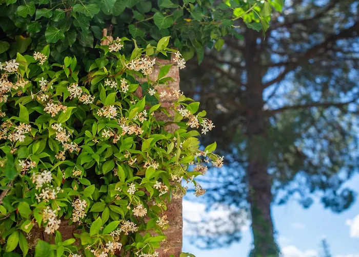Green Apartment Siena Apartmán *